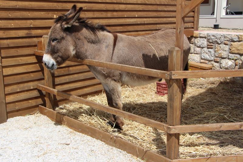 Antimachia Windmill donkey