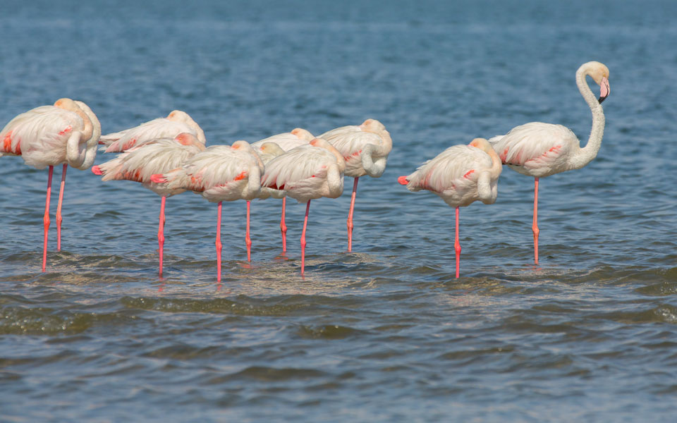 Flamingos 