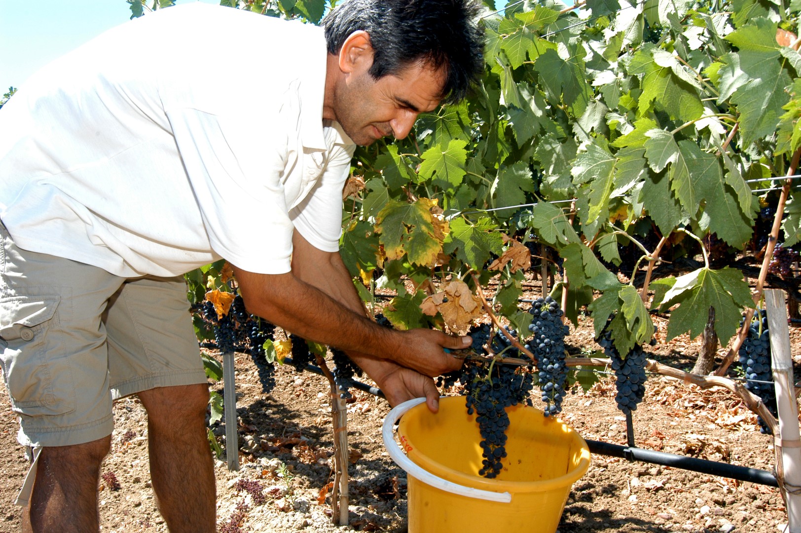 Kos wines from Hatziemmanouil picking grapes