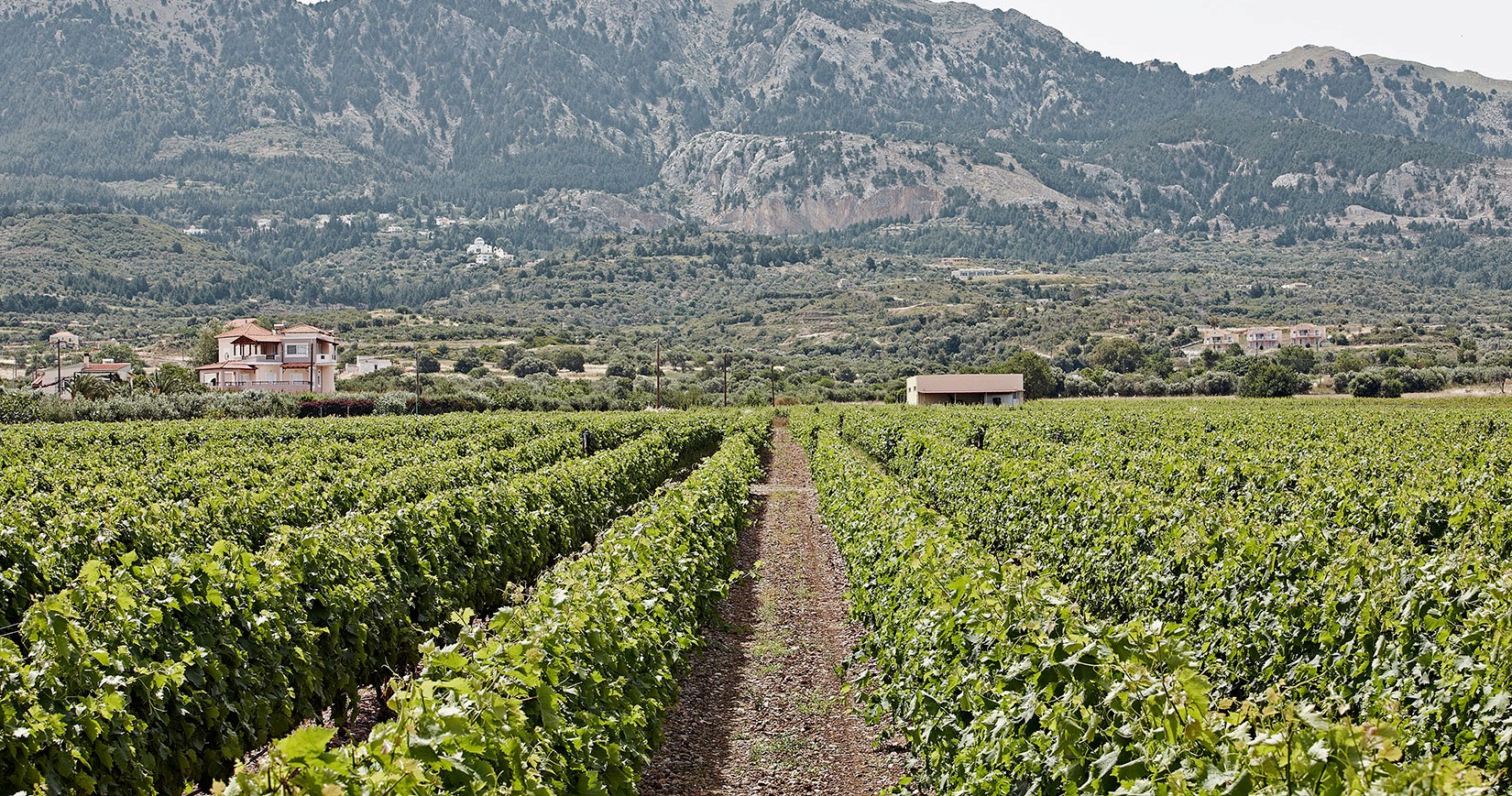 Hatziemmanouil vineyard