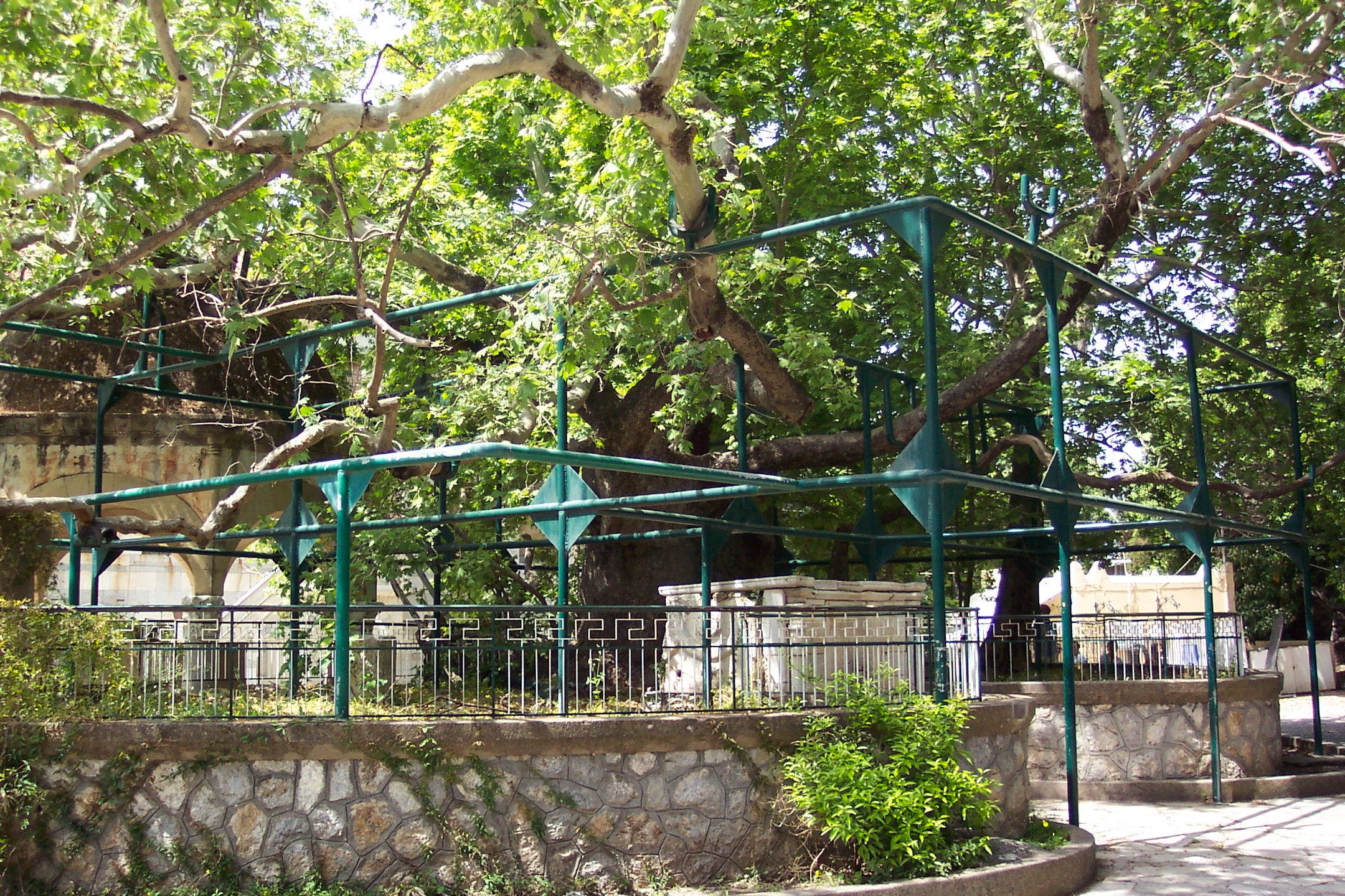 See the Hippocrates Tree on Kos