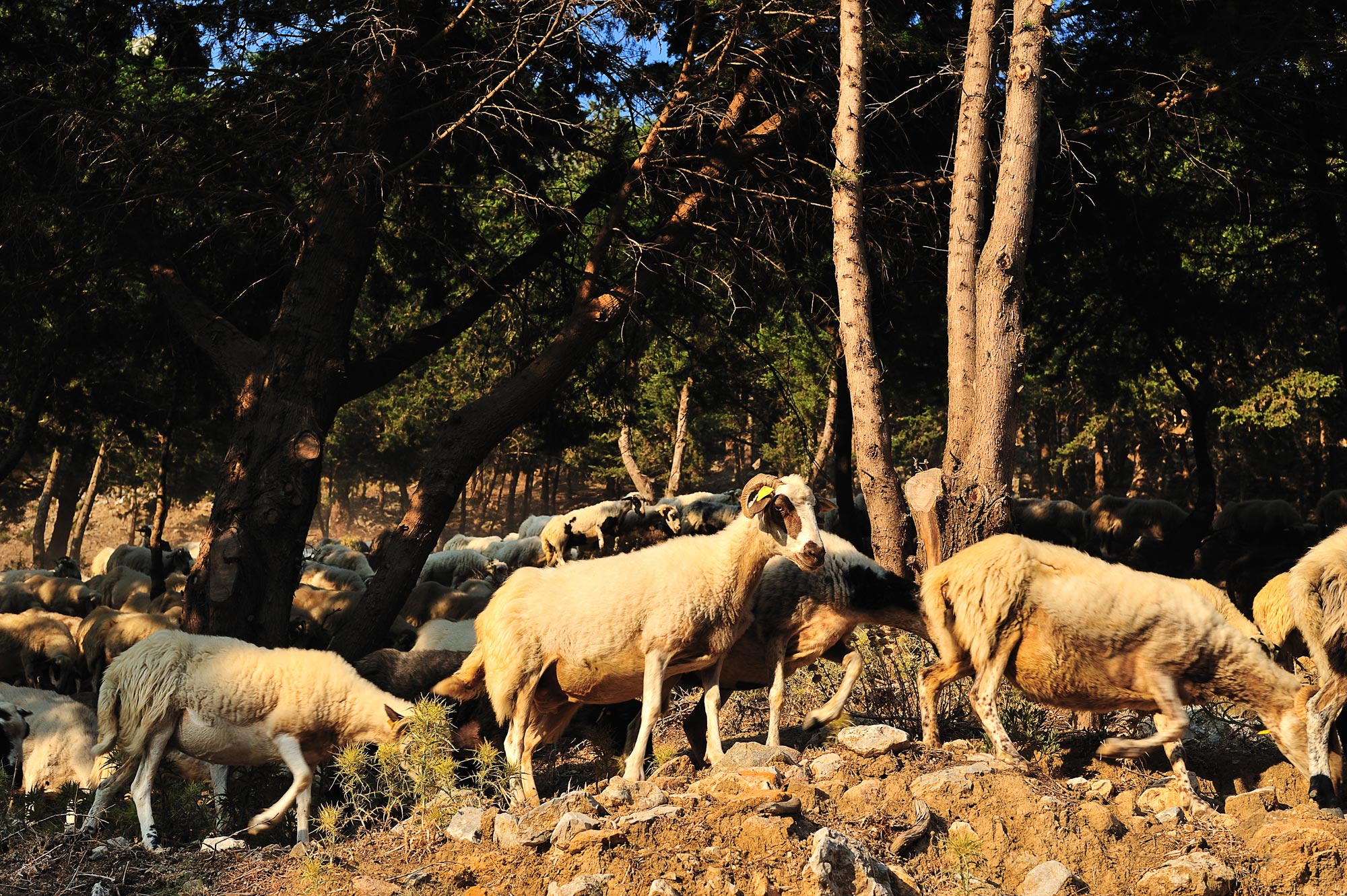 What to Do in Kefalos, the First Capital of Kos