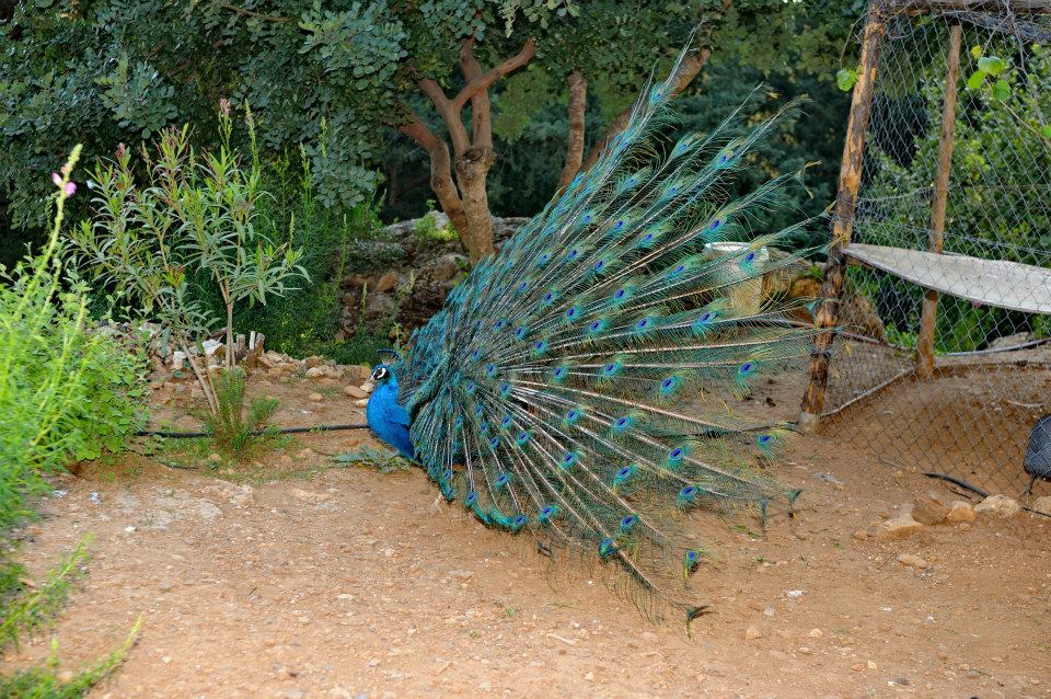 Kos Natural Park Zoo