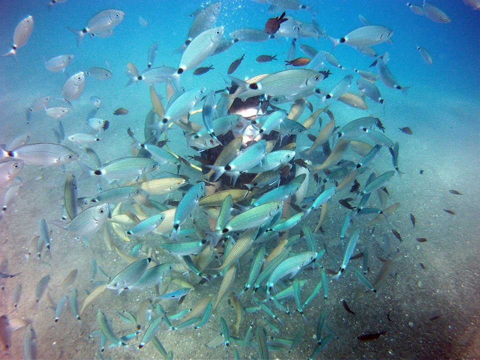 Diving in Kos: Kos Divers