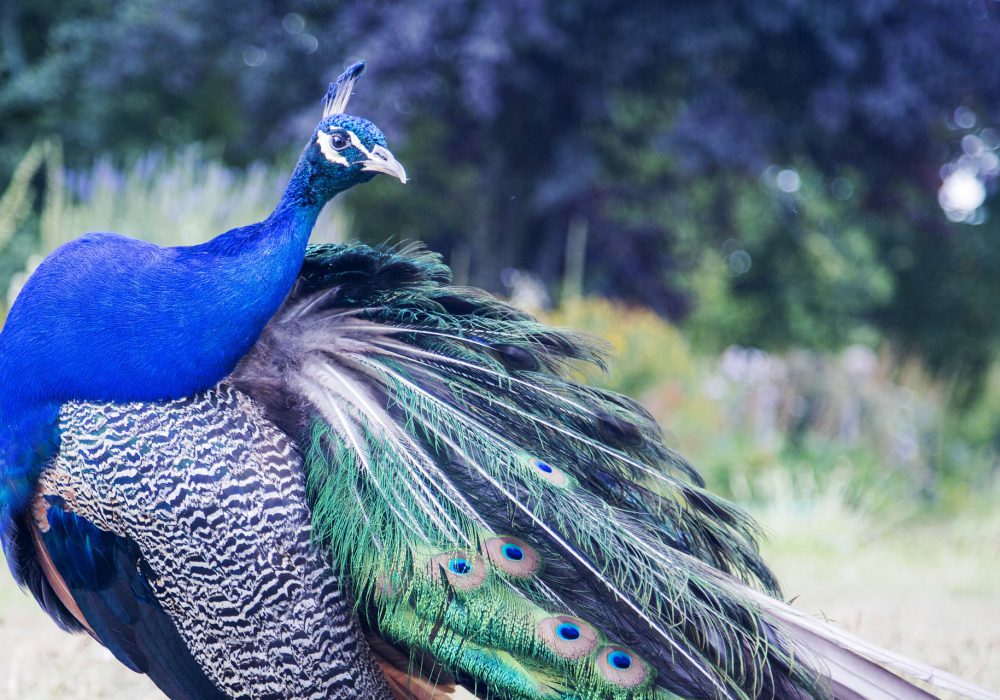 Plaka Forest Peacocks Are Among the Must-See Attractions of Kos