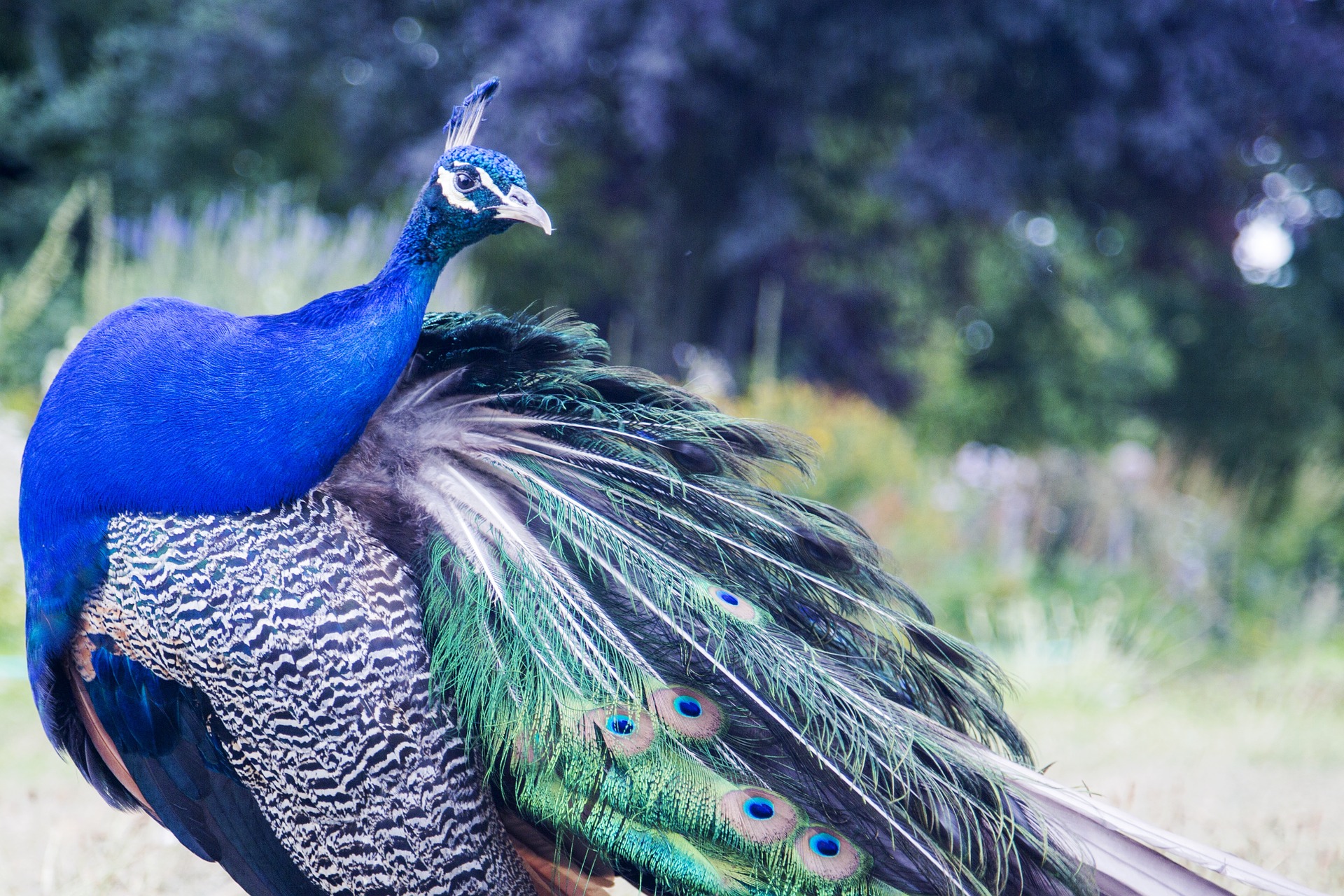 Plaka Forest Peacocks Are Among the Must-See Attractions of Kos