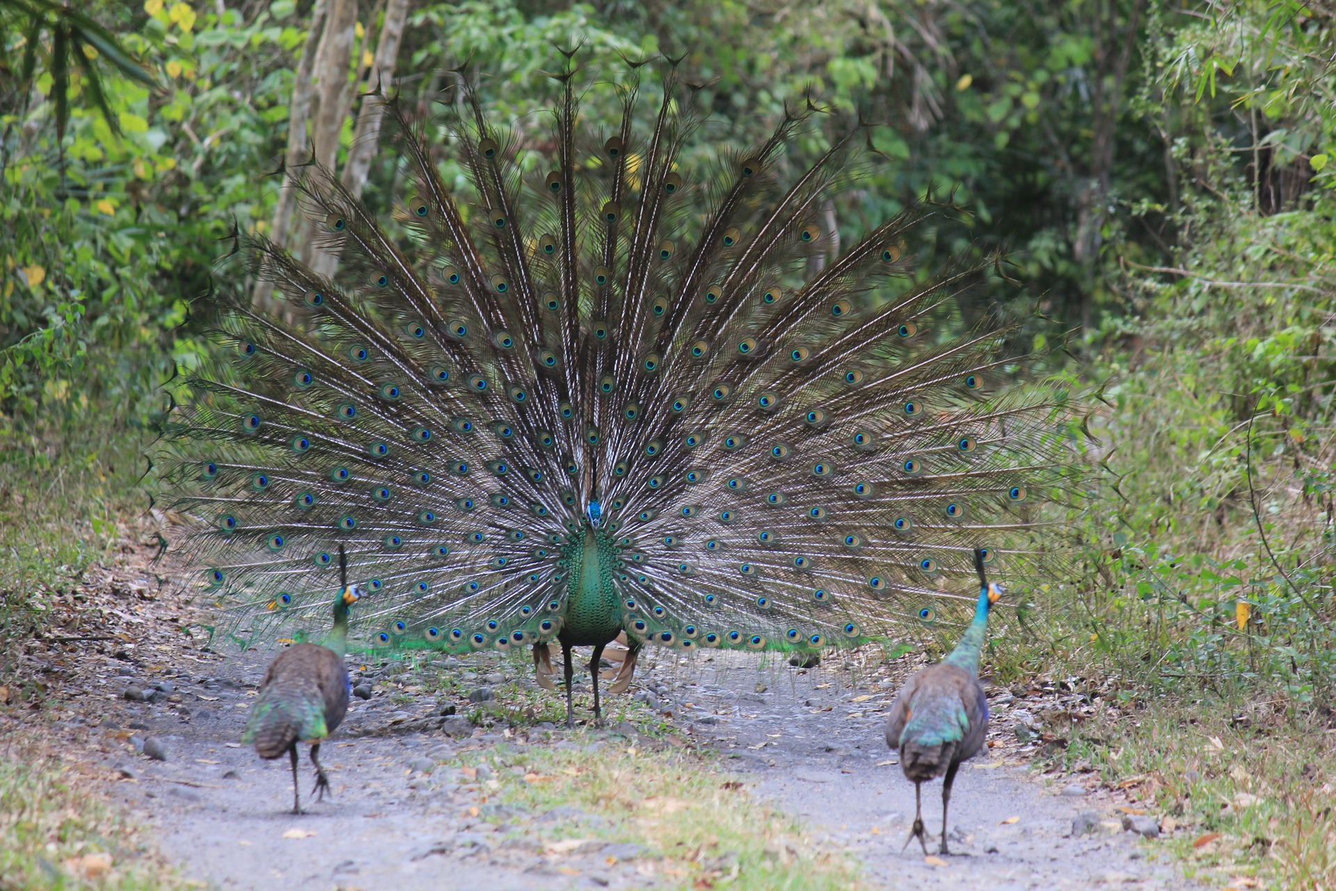 peacocks