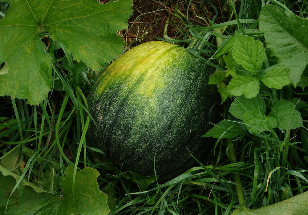 Kos Watermelons and the Melon Island