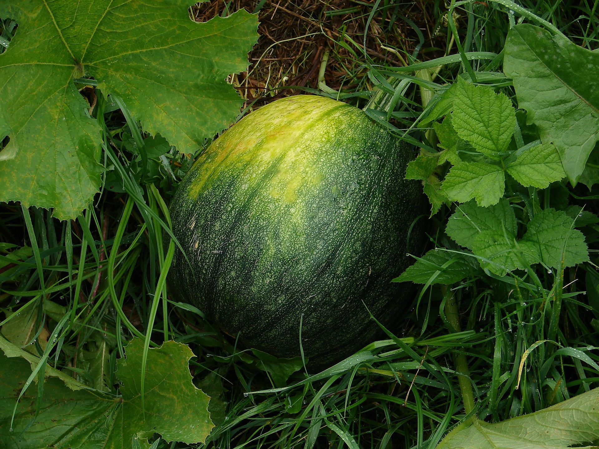 Kos Watermelons and the Melon Island