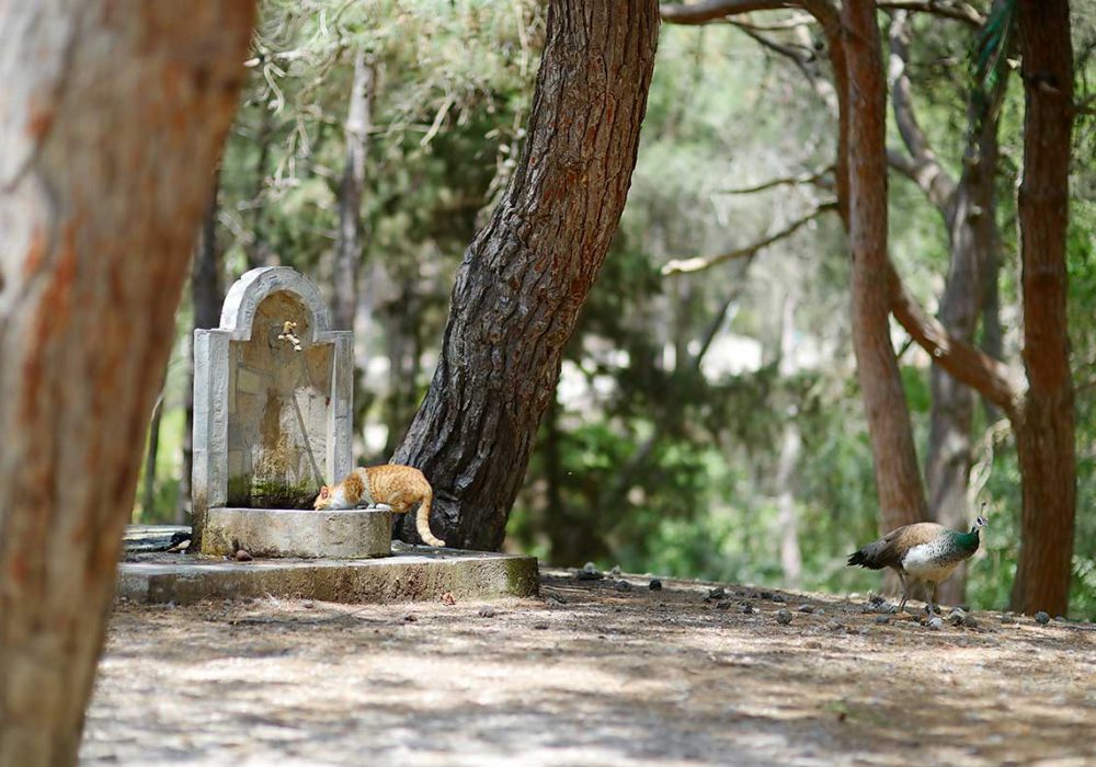 Picnic in Plaka Forest: A Nature Lovers’ Pastime on Kos Island