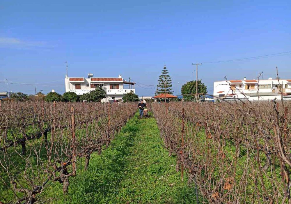 Three Wineries Worth Visiting in Kos