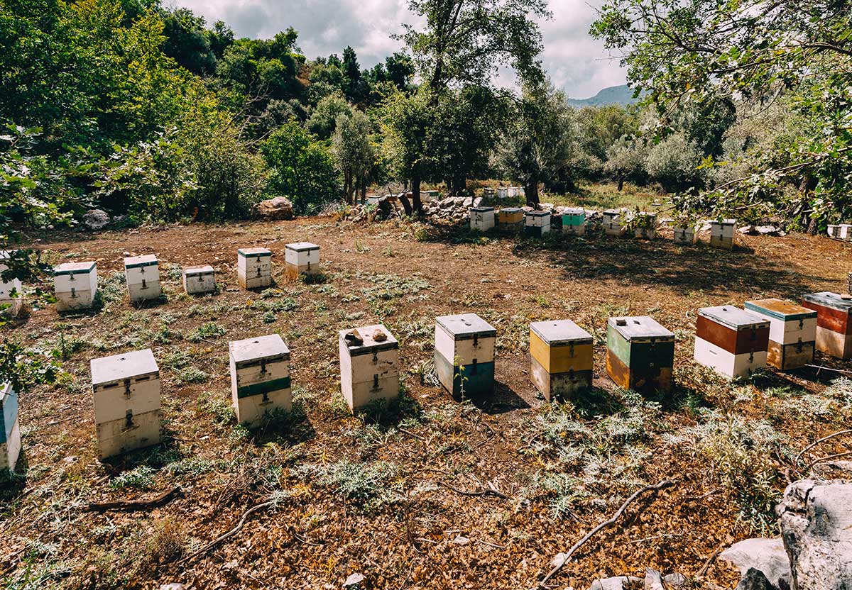 Beekeeping units and honey tours on Kos Island